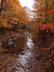 forest-at-automn-with-water_w725_h544