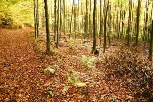 old-trees-with-leaves-on-ground-in-autumn_w725_h484