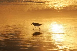 shorebird-in-sunrise-walking-on-coast_w725_h483