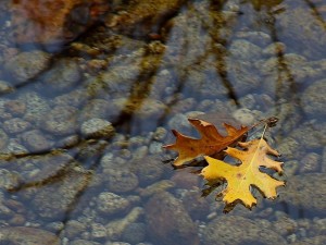 leaf-leaves-streams-water-reflections_w725_h544