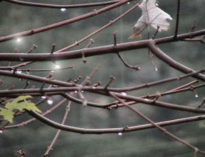 rain-drops-on-maple-tree-branches_w725_h558