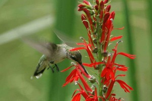 ruby-throated-hummingbird-archilochus-colubris-at-cardinal-flower_w725_h483